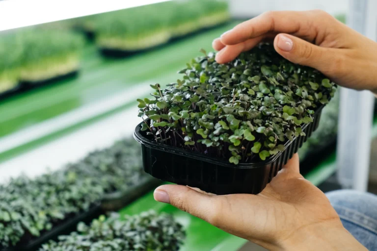 How to Grow Microgreens: A Comprehensive Guide for Home Gardeners 6 How to Grow Microgreens