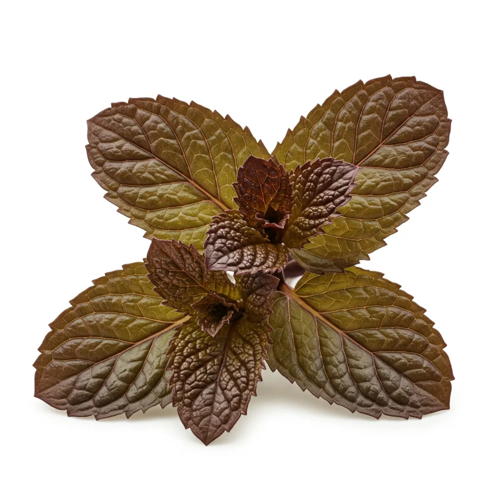 How to Grow Mint at Home: A Comprehensive Guide for Beginners 5 Chocolate Mint