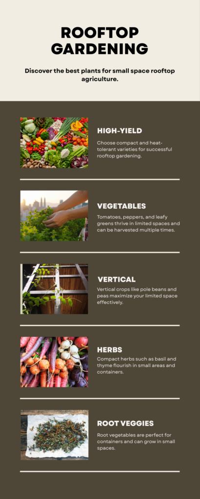 Best Plants for Small Space Rooftop Agriculture