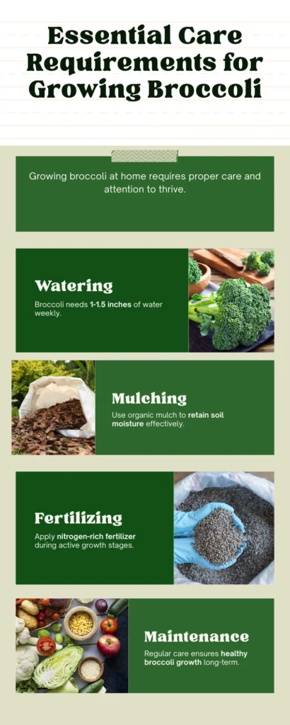 Infographic - Essential Care Requirements for Growing Broccoli