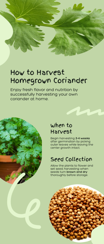 Infographic - How to Harvest Homegrown Coriander