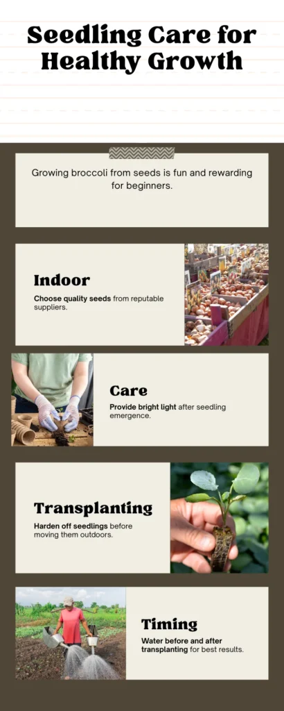 Infographic - Seedling Care for Healthy Growth