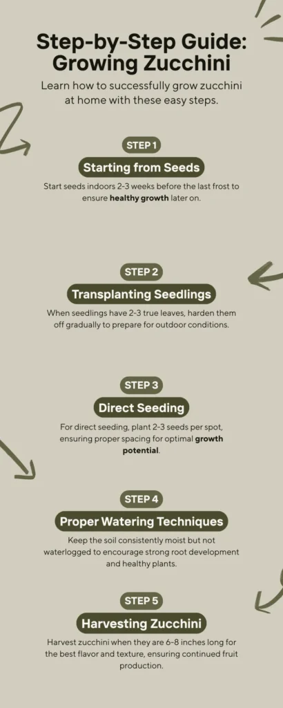 Infographic - Step-by-Step Guide Growing Zucchini