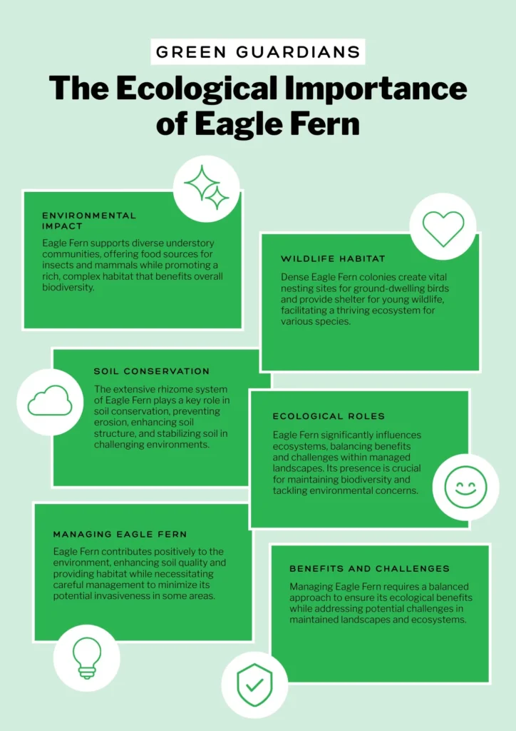Infographic - The Ecological Importance of Eagle Fern