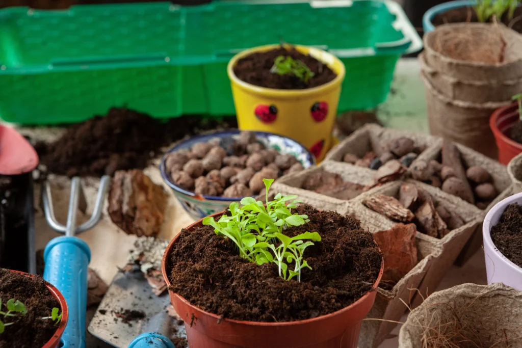 Starting an Urban Garden