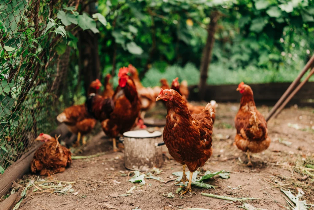 Urban Homesteading chickens